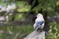 Clark's nutcracker